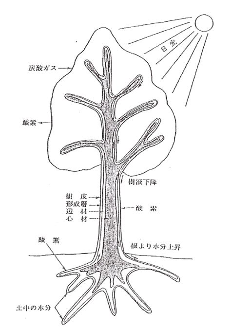 樹根位置|樹木の部位の名称